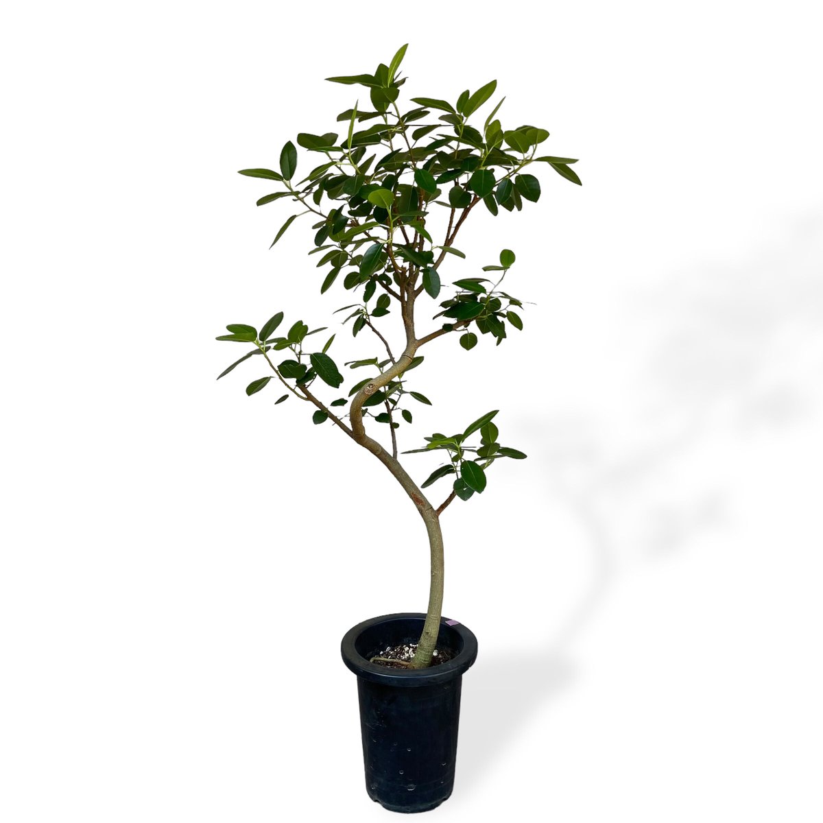 フランスゴム（フィカス ルビギノーサ） POT付 | C STORE C