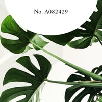 No.A082429