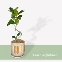 フィカス　ベンガレンシス　Ficus "benghalensis"