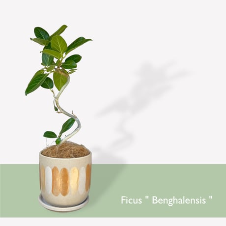 フィカス　ベンガレンシス　Ficus "benghalensis"