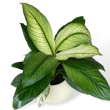 スパティフィラム　センセーション　バリエガータ　Spathiphyllum ”Sensation” Variagata