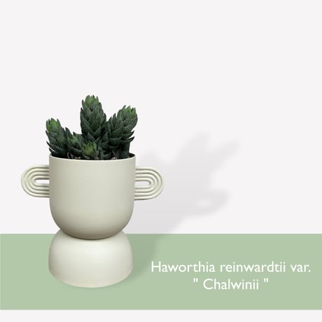 ハオルチア　カルウィニー　Haworthia reinwardtii var. ”Chalwinii”