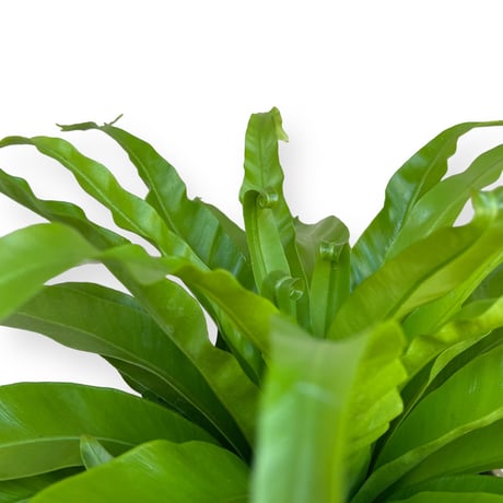アスプレニウム　ニダス　クリーシー　Asplenium crissie