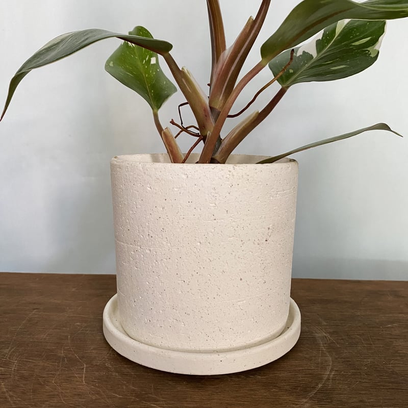 フィロデンドロン ホワイトナイト POT付 | C STORE C