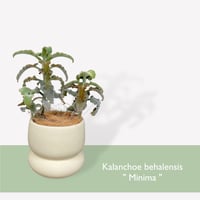 カランコエ　ベハレンシス　ミニマ　Kalanchoe behalensis ”Minima”