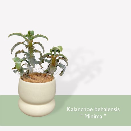 カランコエ　ベハレンシス　ミニマ　Kalanchoe behalensis ”Minima”