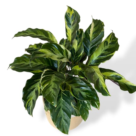 カラテア　ロウイサエ　タイビューティー　Calathea louisae  "Thai beauty"