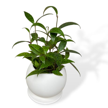 エスキナンサス　マルモラタス　Aeschynanthus ”Marmoratus”