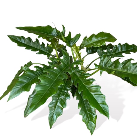 フィロデンドロン　ナロー　 Philodendron "Narrow"