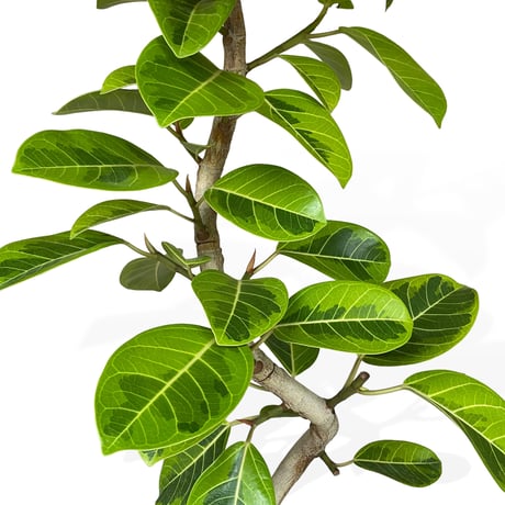 【お届け可能地域】フィカス アルテシマ　Ficus ”Altissima"