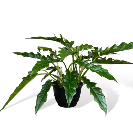フィロデンドロン　ナロー　 Philodendron "Narrow"