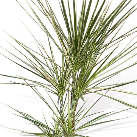 ドラセナ　コンシンネ　ホワイボリー　Dracaena concinna ”whibolly”
