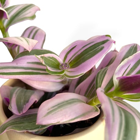 トラディスカンチア　Tradescantia