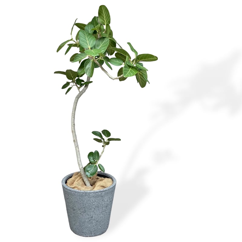 引き取り優先　フィカス・ベンガレンシス(東京・お届け可能) お届け地域限定】フィカス ベンガレンシス Ficus ”Benghalensis” | C