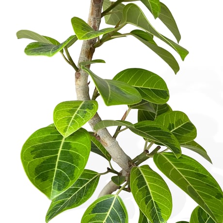 【お届け可能地域】フィカス アルテシマ　Ficus ”Altissima"