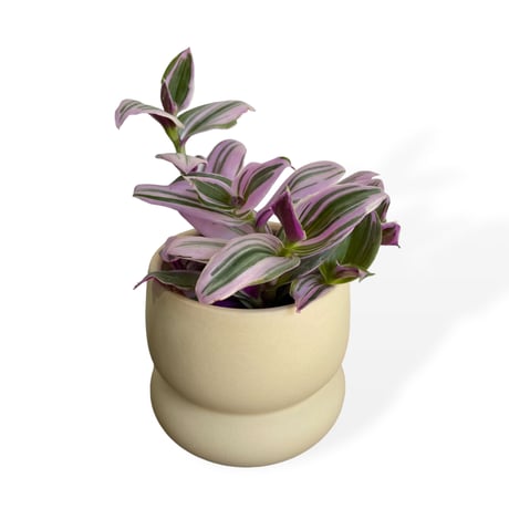 トラディスカンチア　Tradescantia