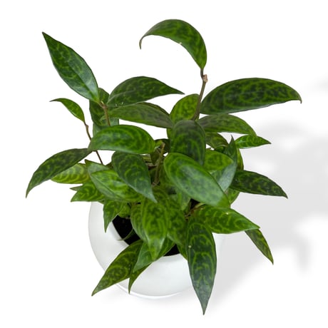 エスキナンサス　マルモラタス　Aeschynanthus ”Marmoratus”