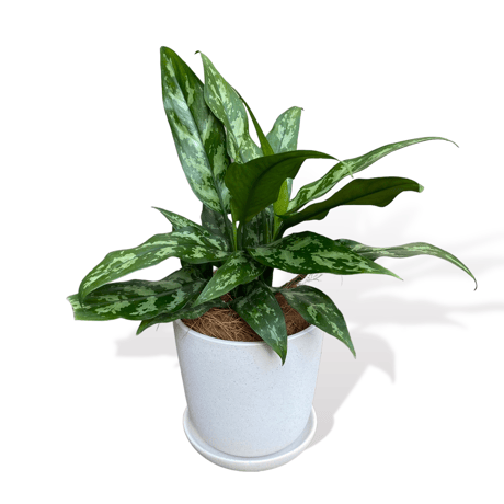 アグラオネマ　マリア　POT付　　Aglaonema"Maria"