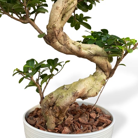 ガジュマル 昇竜　Ficus microcarpa