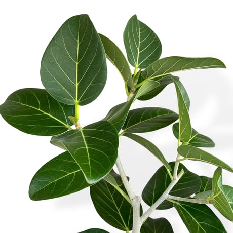 フィカス　ベンガレンシス　Ficus benghalensis