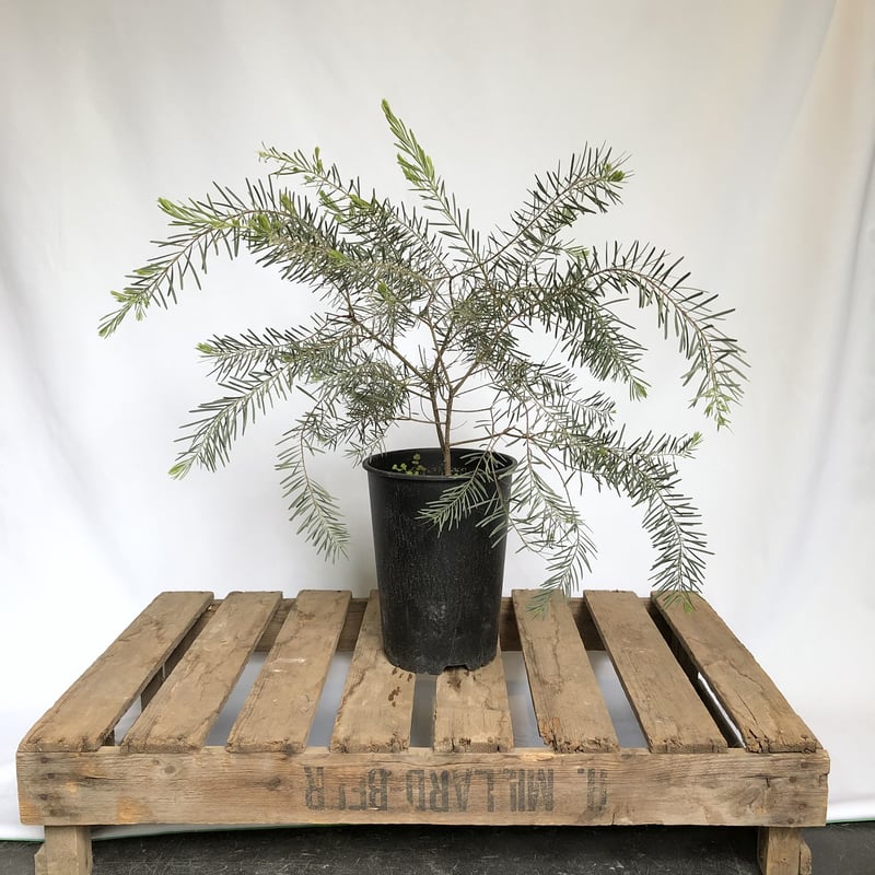 ACACIA-アカシア-('08「ACACIA」製作委員会) セル版 1695972969899_2.jpg