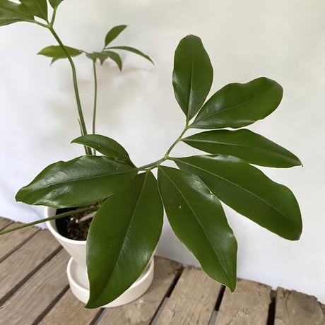 フィロデンドロン　ゴエルディ　POT 付