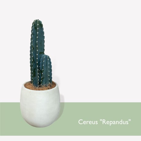 柱サボテン　鬼面角　Cereus"Repandus"