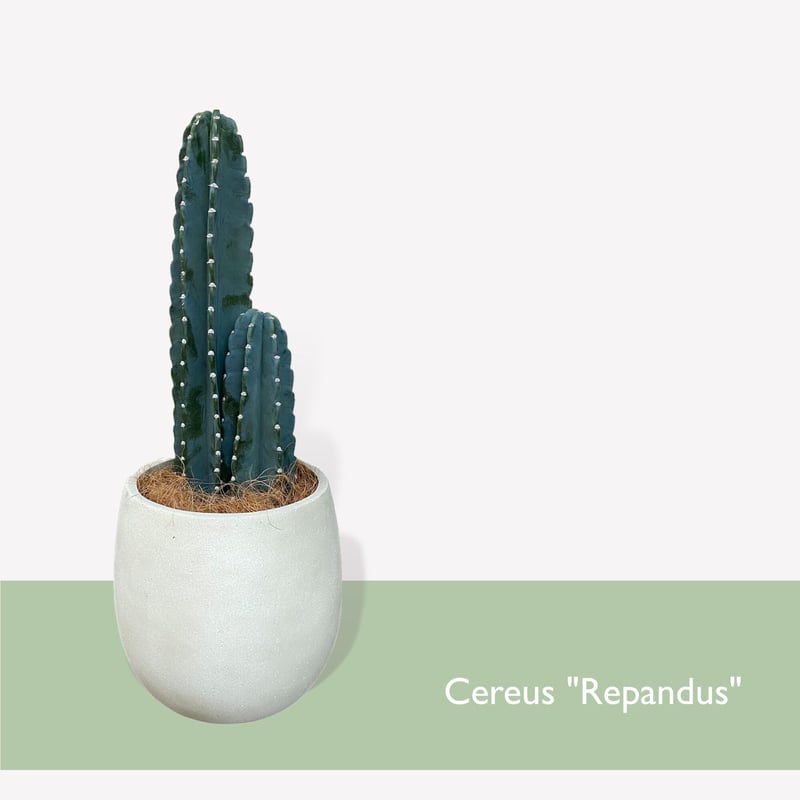 柱サボテン 鬼面角 Cereus 柱サボテン 鬼面角 Cereus