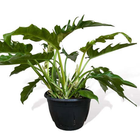 フィロデンドロン　ナロー　 Philodendron "Narrow"
