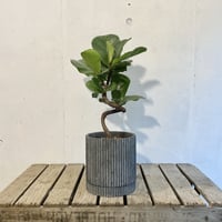 カシワバゴム　 バンビーノ　POT付