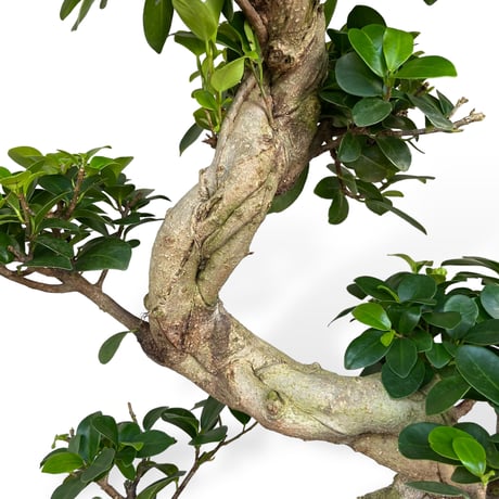 ガジュマル 昇竜　Ficus microcarpa
