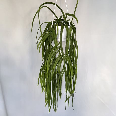 リプサリス　ホルビアーナ