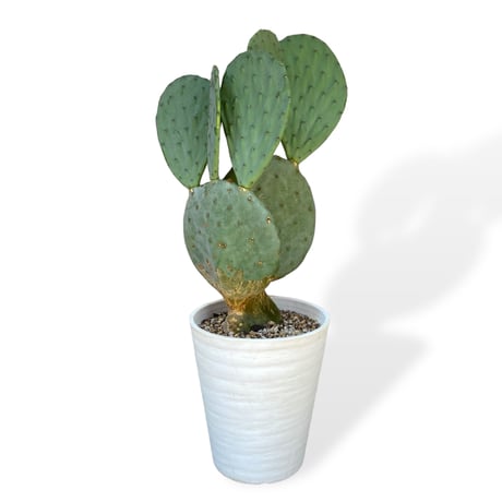 ウチワサボテン　ロブスタ(大丸盆)　Opuntia robusta