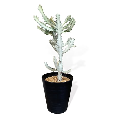 ユーフォルビア　ホワイトゴースト　　Euphorbia lactea "White Ghost"