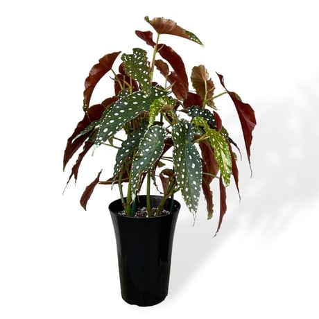 ベゴニア　ホクトシチセイ（北斗七星）　Begonia  ”Hokutoshichisei”