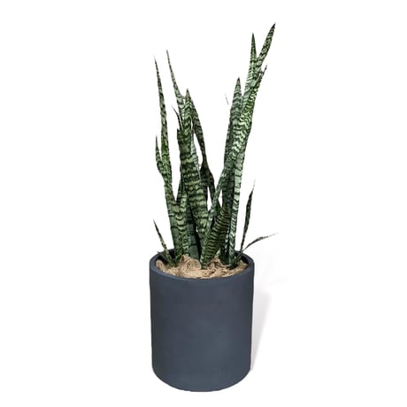 サンスベリア　ゼラニカ　Sansevieria "zeylanica"