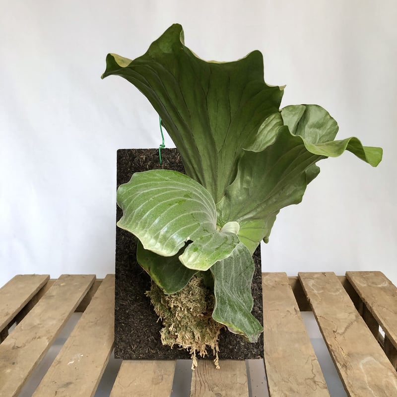 エレファント ティス ビカクシダ エレファントティス Platycerium