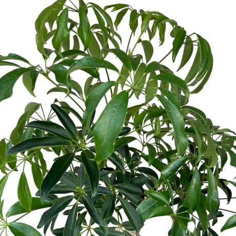 【お届け地域限定】シェフレラ　コンパクタ　Schefflera arboricola Compacta