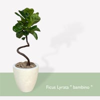 フィカス・イレグラリス・ショウナンゴムノキ朴仕立て⑧幹太 ショウナンゴムノキ（フィカス・イレグラリス/フィカス