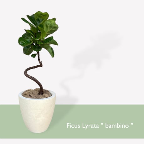 フィカス リラータ バンビーノ（カシワバゴム）　Ficus lyrata bambino