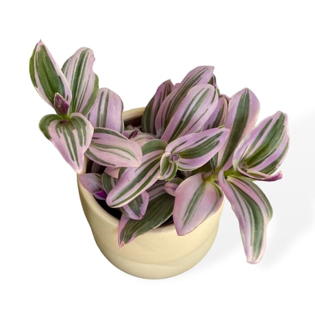 トラディスカンチア　Tradescantia