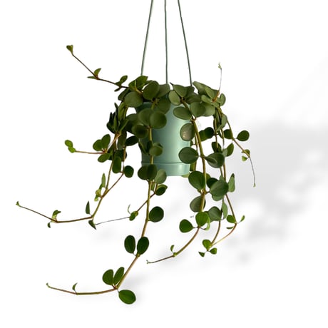 ペペロミア　ホープ　Peperomia obtusifolia "Hope"