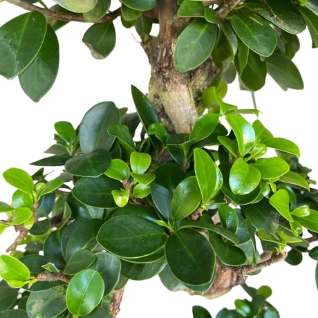 ガジュマル 昇竜　Ficus microcarpa