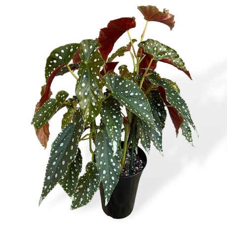ベゴニア　ホクトシチセイ（北斗七星）　Begonia  ”Hokutoshichisei”