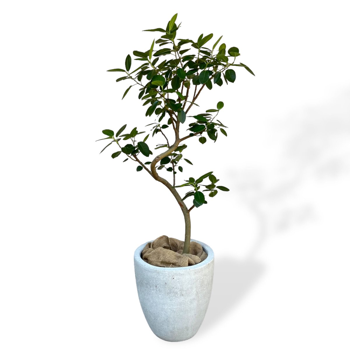 フランスゴム（フィカス ルビギノーサ） POT付 | C STORE C