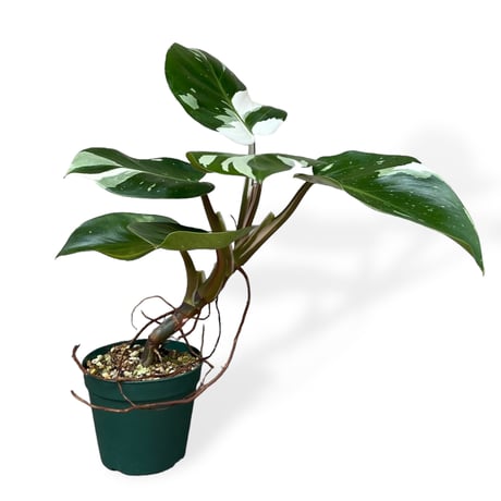 フィロデンドロン　ホワイトナイト　Philodendron White knight
