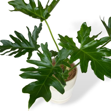 フィロデンドロン　セローム　Philodendron ”Selloum”