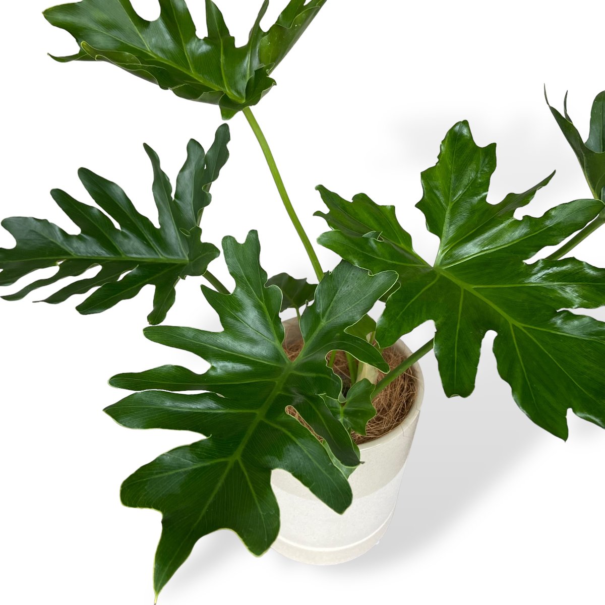 フィロデンドロン セローム Philodendron ”Selloum” | C STORE C