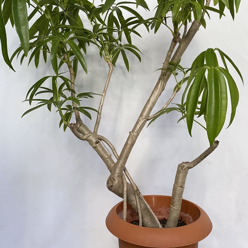 ➖COLN出品➖ 【創】シェフレラ アンガスティフォリア ♪ 観葉植物 シェフレラ アンガスティフォリア 10号 曲り エコストーン