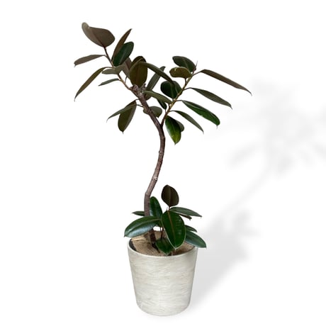 フィカス　バーガンディー　Ficus elastica ”Burgundy”